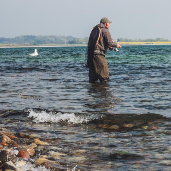 Avernakø lystfiskere med svane