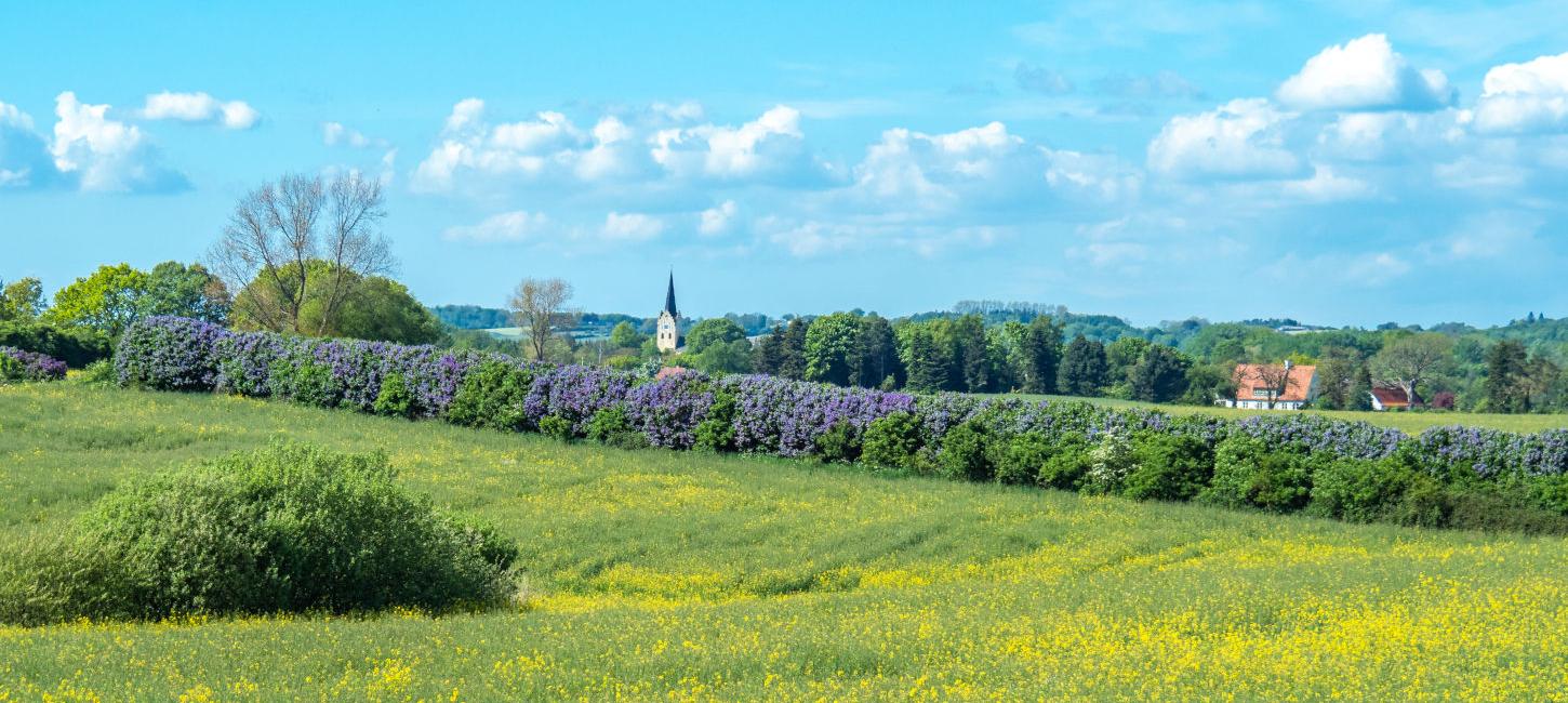 Syrendage (Lilacs Days) on South of Funen with a view of the Church of Svanninge