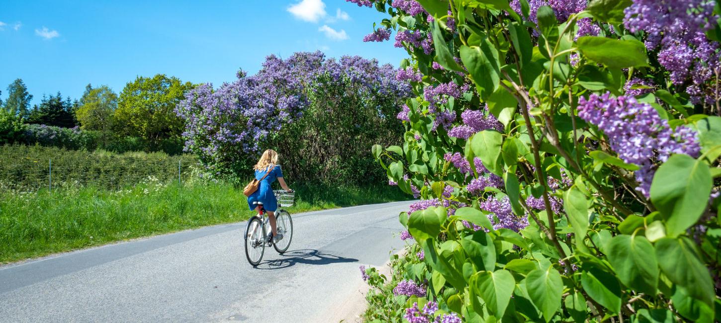 Frau auf dem Fahrrad im Land des Flieders