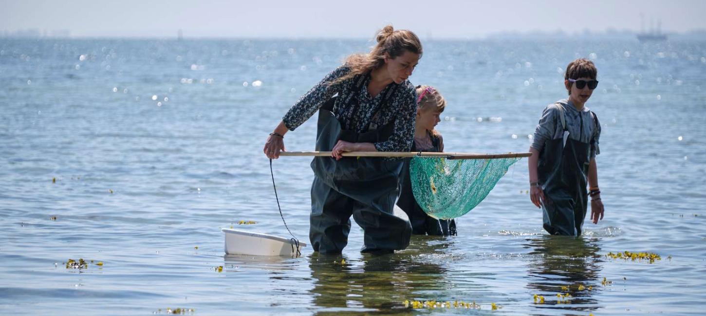 Mor og to børn fisker med net ved Bittenhus i Det Sydfynske Øhav