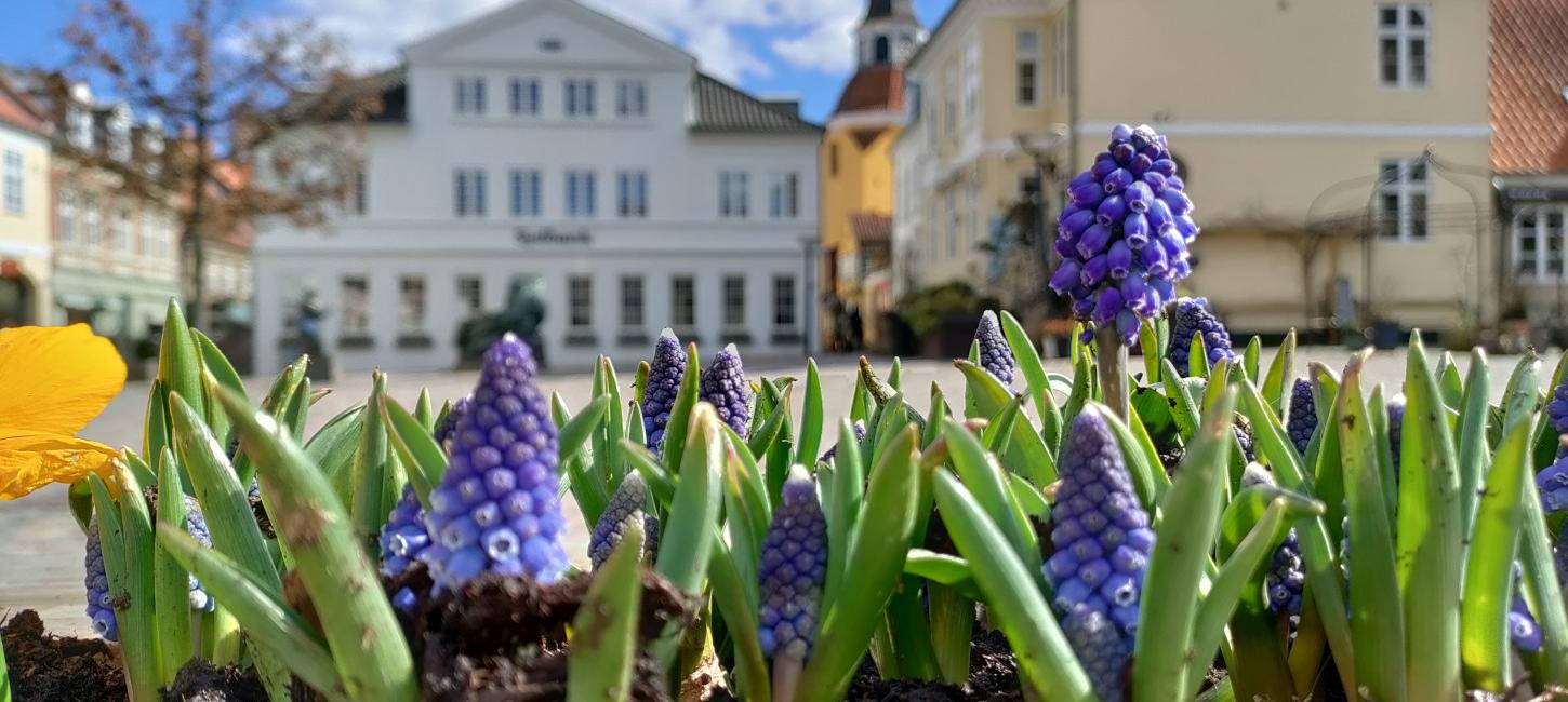 Perlehyeacinter på Torvet i Faaborg med vue til Klokketårnet 2