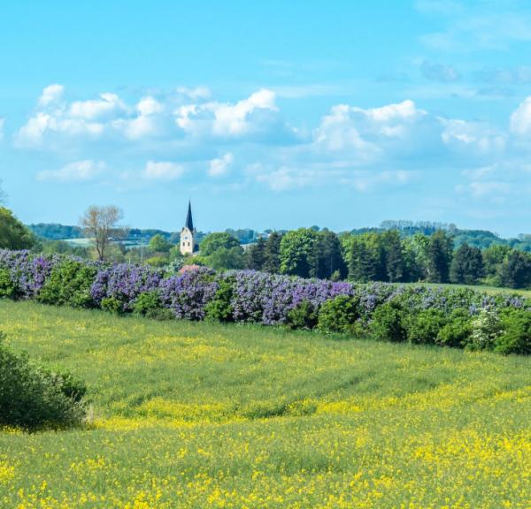 Syrendage (Lilacs Days) onSyrendage (Fliedertage) im Süden Fünens mit Blick auf die Kirche von Svanninge South of Funen with a view of the Church of Svanninge