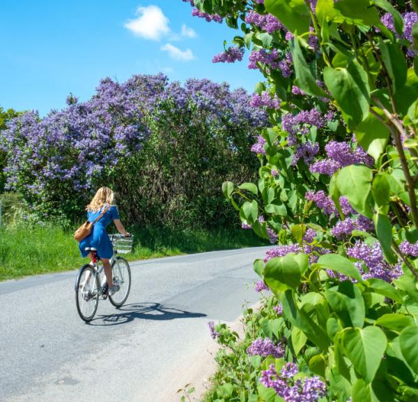 Syrenhegn og cykelturist | Sydfynske Syrendage | VisitFaaborg