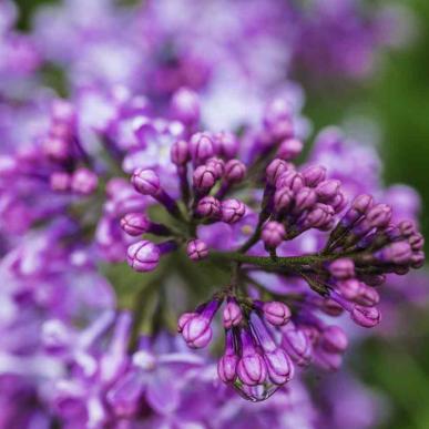 Nærfoto af lilla Syren | Sydfynske Syrendage | VisitFaaborg