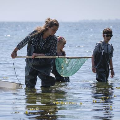 Fiskeri med net i Det Sydfynske Øhav