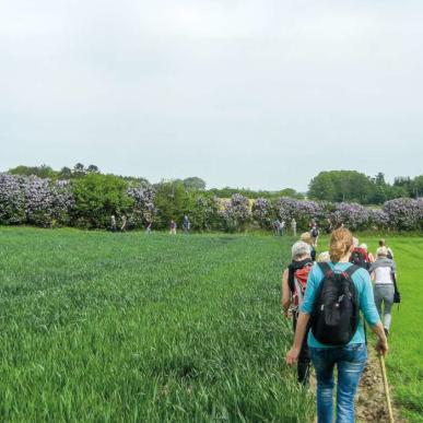 Vandretur blandt sydfynske syrener