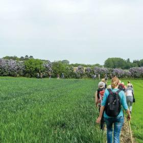 Vandretur blandt sydfynske syrener