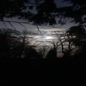 Mørkebad og natursanseterapi i Pipstorn Skov