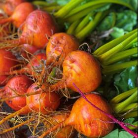 Gulerødder fra Palleshavegaard