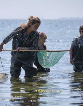 Fiskeri med net i Det Sydfynske Øhav